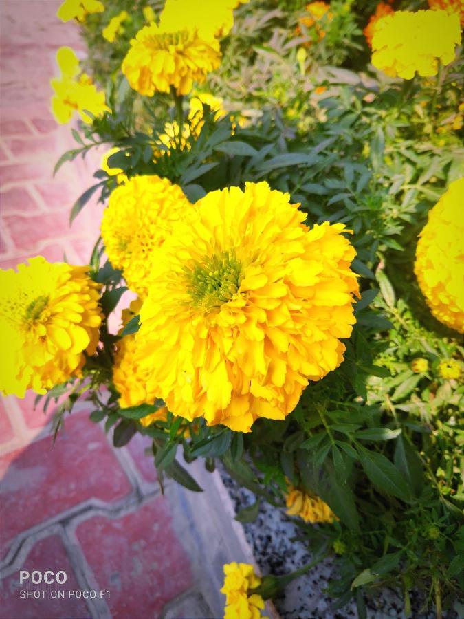 Lee Heritage Srinagar  Ngoại thất bức ảnh